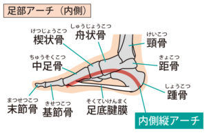 足底筋膜の炎症やかかとの痛みの原因を示す解剖図