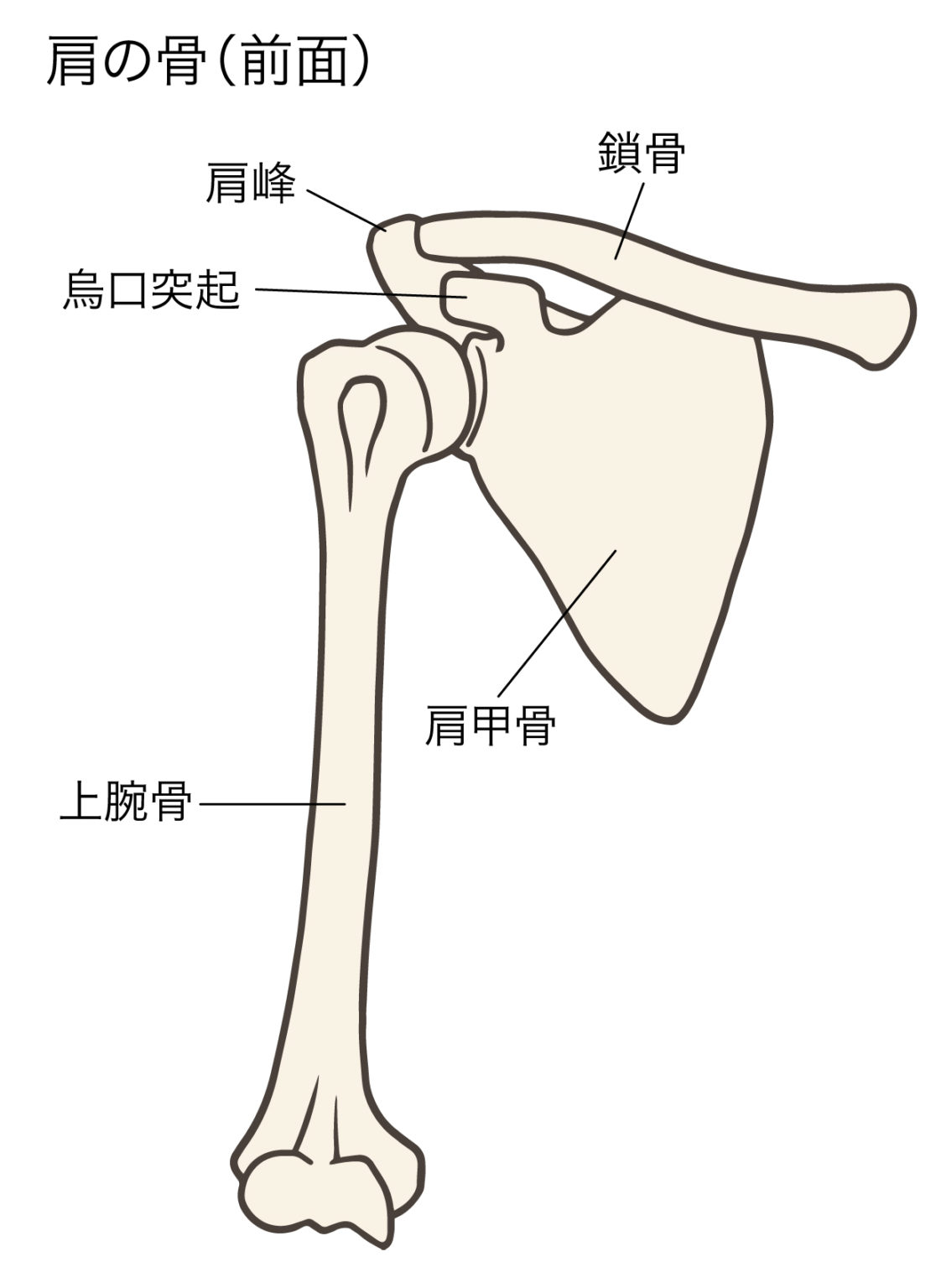藤沢市で 烏口突起炎について なら「けいのき鍼灸整骨院」独自の【整体×鍼灸】で根本改善